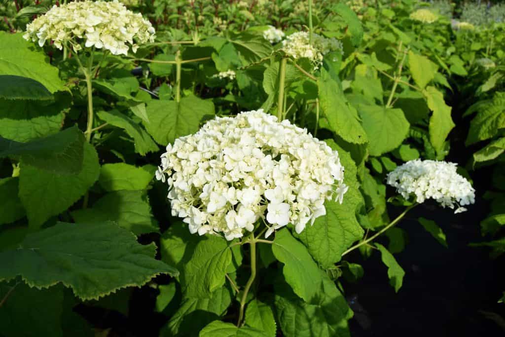 Hydrangea arborescens 'Annabelle' 40-60 cm